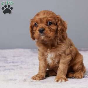 Marshall, Cavalier King Charles Spaniel Puppy
